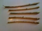 Miswak kilde: http://en.wikipedia.org/wiki/File:Miswak003.jpg